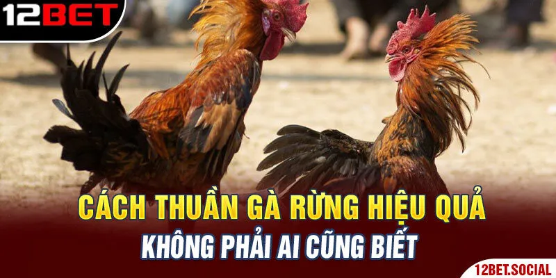 Cách Thuần Gà Rừng Hiệu Quả Không Phải Ai Cũng Biết