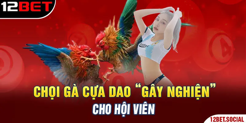Chọi gà cựa dao “gây nghiện” cho hội viên Chọi gà cựa dao “gây nghiện” cho hội viên