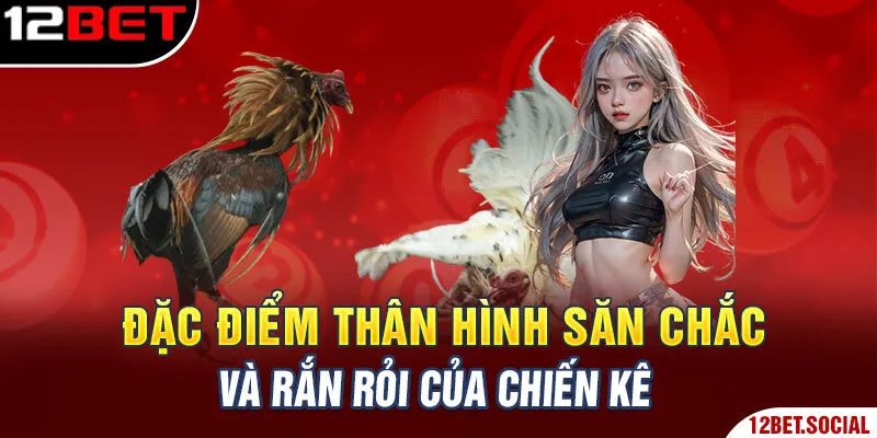 Đặc điểm thân hình săn chắc và rắn rỏi của chiến kê Đặc điểm thân hình săn chắc và rắn rỏi của chiến kê