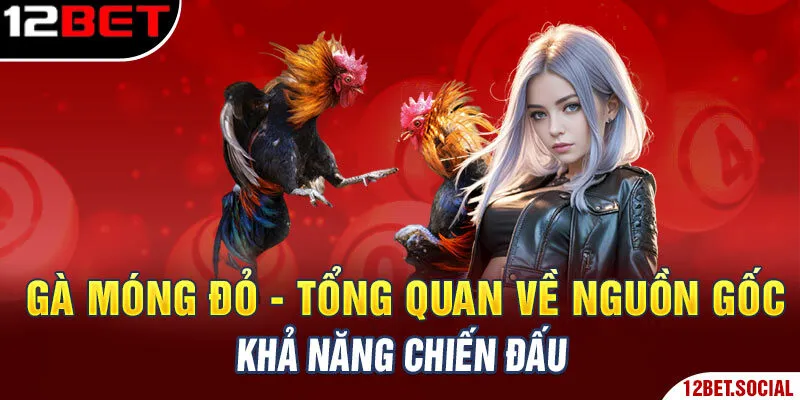 Gà Móng Đỏ - Tổng Quan Về Nguồn Gốc, Khả Năng Chiến Đấu
