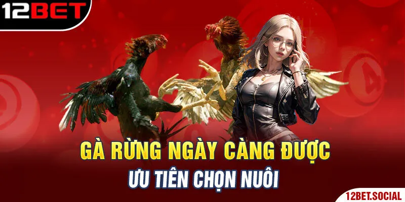 Gà rừng ngày càng được ưu tiên chọn nuôi Gà rừng ngày càng được ưu tiên chọn nuôi