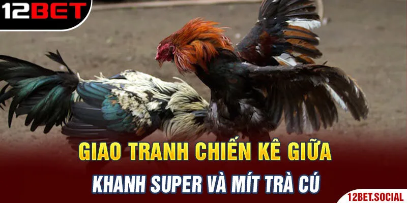 Giao tranh chiến kê giữa Khanh Super và Mít trà cú Giao tranh chiến kê giữa Khanh Super và Mít trà cú