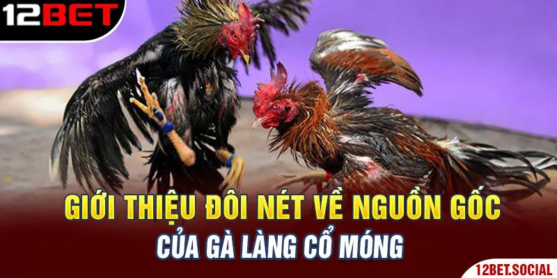 Giới thiệu đôi nét về nguồn gốc của gà làng Cổ Móng Giới thiệu đôi nét về nguồn gốc của gà làng Cổ Móng