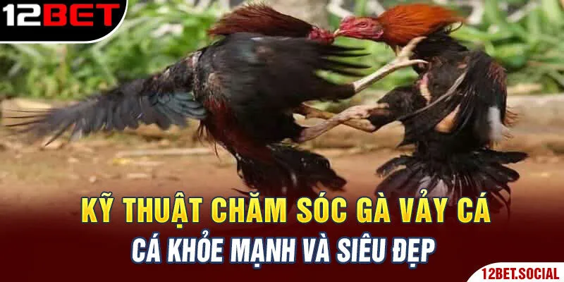 Kỹ Thuật Chăm Sóc Gà Vảy Cá Khỏe Mạnh Và Siêu Đẹp