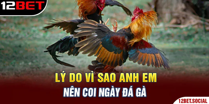 Lý do vì sao anh em nên coi ngày đá gà Lý do vì sao anh em nên coi ngày đá gà
