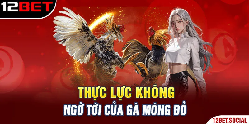 Thực lực không ngờ tới của gà móng đỏ Thực lực không ngờ tới của gà móng đỏ